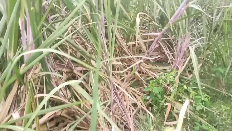 Desi Tamil 18 Year Old Girl Priyanka314 Blowjob Close-Up